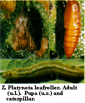 Figure Z. Platynota leafroller. Adult (upper left); pupa (upper