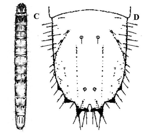 At left, slender, segmented worm, rounded at ends. At right, close-up of last abdominal U-shaped segment with hairs and terminal spikes. Black and white art.