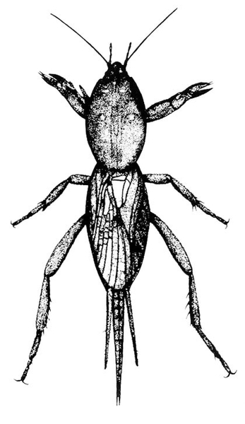 Oval prothorax with two legs modified for digging. Veined wings hide oval abdomen with three stout filaments. Four more legs visible. Black and white art.