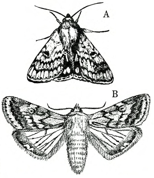 At top, moth with wings at rest, tent-shaped. Below, moth with wings spread. Forewings have spots and lines. Hind wings lighter with veins. Black and white art.