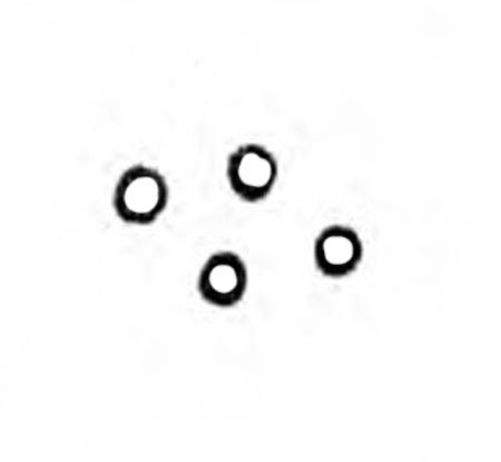 Four separate eggs are shown as white circles with black outline. Black and white line art.