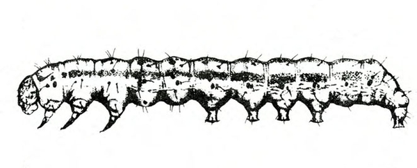 Side view of caterpillar’s extended body, showing legs and prolegs, line down the side, and delicate hairs protruding from body. Black and white art.