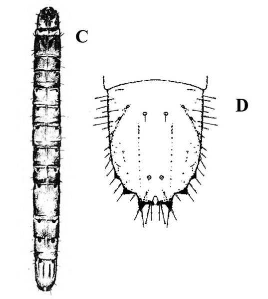 At left, slender, segmented worm, rounded at ends. At right, close-up of last abdominal U-shaped segment with hairs and terminal spikes. Black and white art.