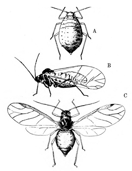 Three cabbage aphids. C, at bottom, is top view with spread wings. B, at center, is side view with wings at rest. A, at top, is wingless. Black and white art.