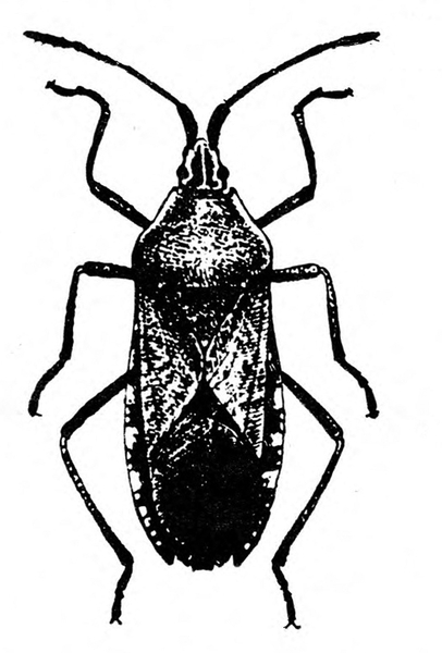 Top view of bug with long, slender wings folded back over body. Very pointed at head end. Art mostly shaded black, with some white spots at wing edges.