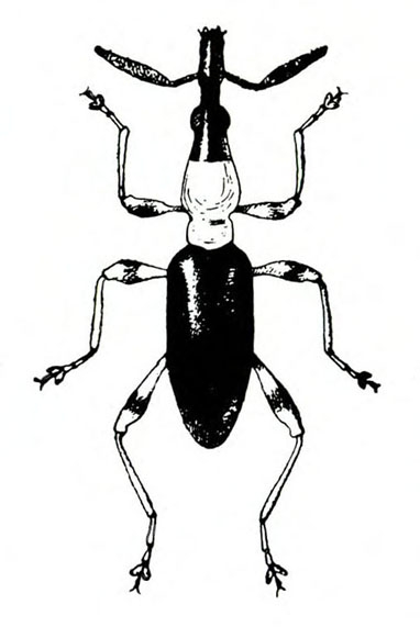 Long, slender, antlike insect with black snout, antennae and lower body; white thorax; and 3 pairs of legs with dark spots. Black and white art.
