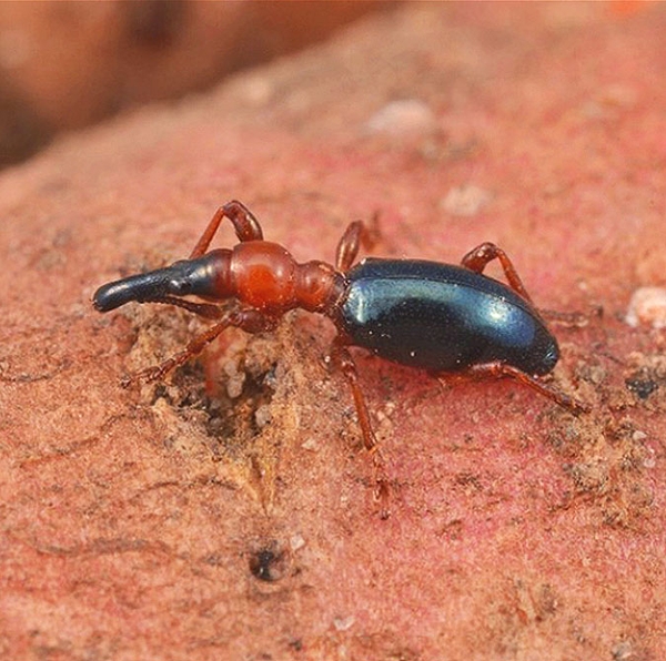 Ant-like weevil crawling on surface of sweetpotato. Oval abdomen is blue-black, as are head and elongated snout. Thorax and legs are reddish.