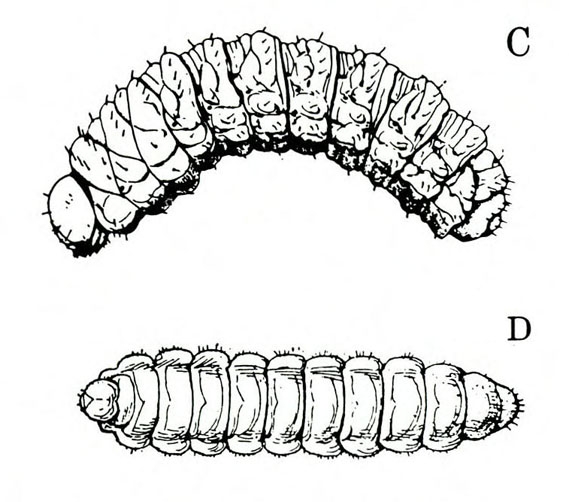 Plump, slightly C-shaped grub at top, labeled C. At bottom, overhead view of deeply segmented body, labeled D. Black and white art.
