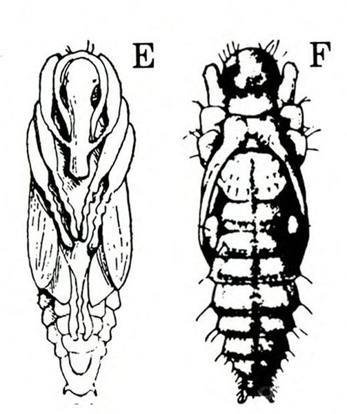 At left, underside showing appressed legs, antennae, and proboscis. At right, top view of wing pads and knees appressed to thorax. Black and white art.