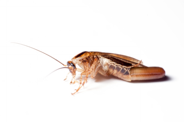 cockroach with ootheca