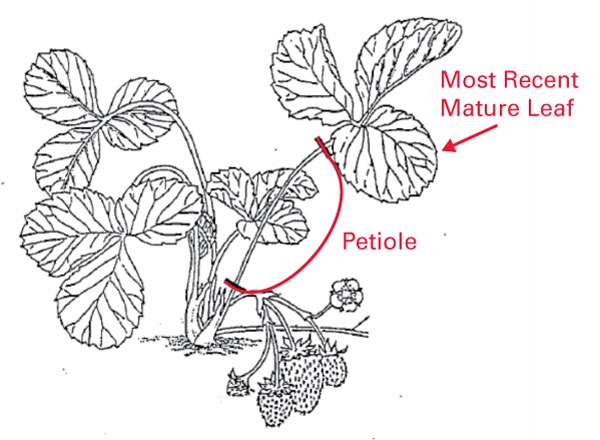 Illustration of a strawberry plant with the most recent mature leaf and petiole labeled.