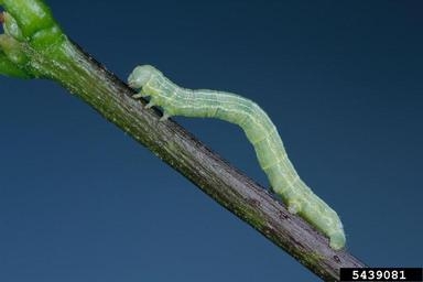 A green inchworm on a twig