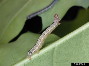 A dark green-brown caterpillar rears up on a leaf