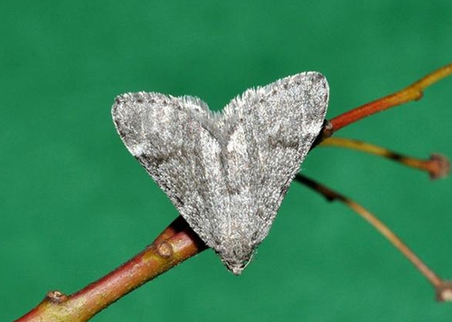 a gray moth rests on a twig