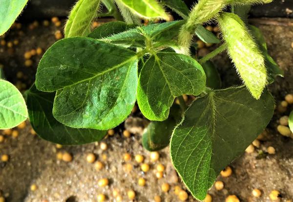 Thumbnail image for VLCFA Inhibiting Herbicide Injury on Soybean