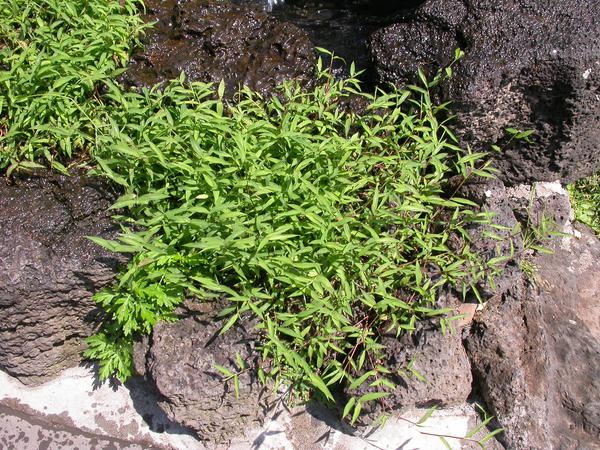 Springtails in Turf  NC State Extension Publications