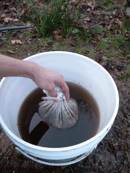 Person dunking compost fabric into bucket of compost tea