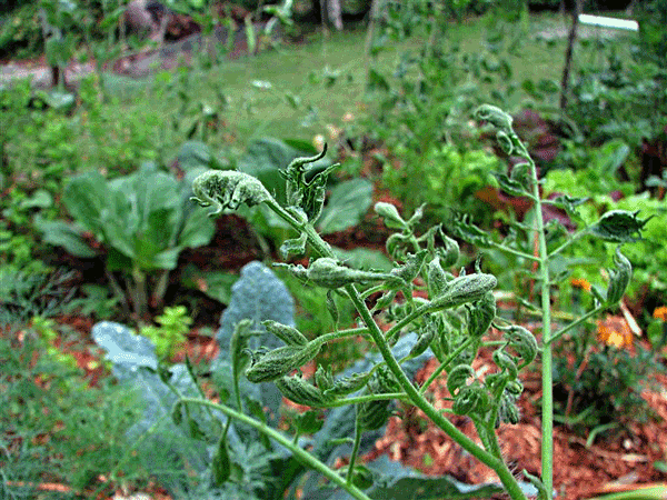 Tomato plant leaves with frilly edges.