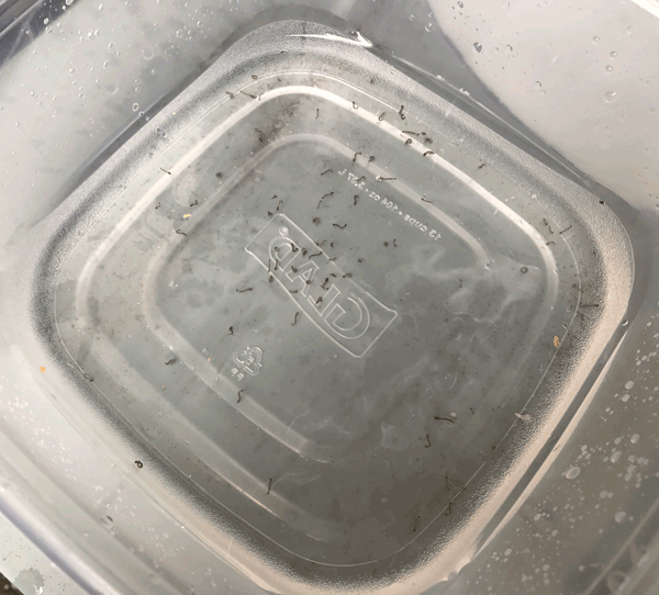 Shallow container with “wrigglers” in water