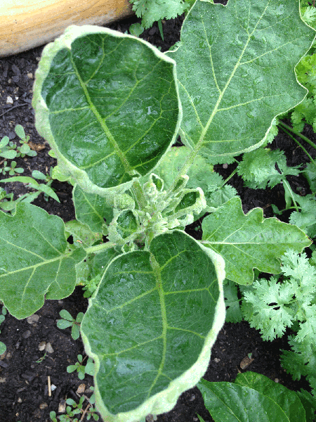 Eggplant leaves with cupped edges.