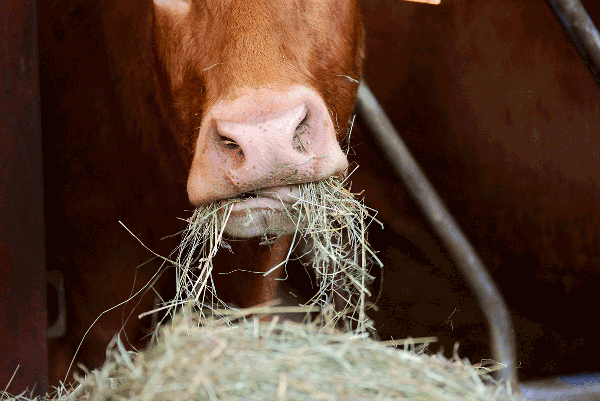 A cow eating hay.