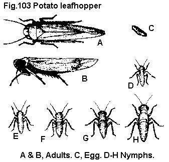 Figure 103. Potato leafhopper. A, B. Adults. C. Egg. D, E, F, G,