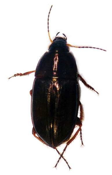 Dorsal view of an adult Sun Beetle