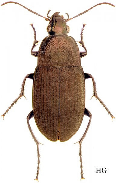 Dorsal view of a bronze-green beetle