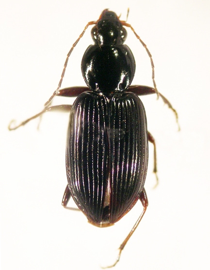 Dorsal view of shining black beetle