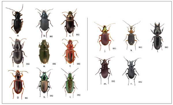 Dorsal view comparing 14 different beetle species