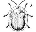 Figure 7A. Tortoise beetle.