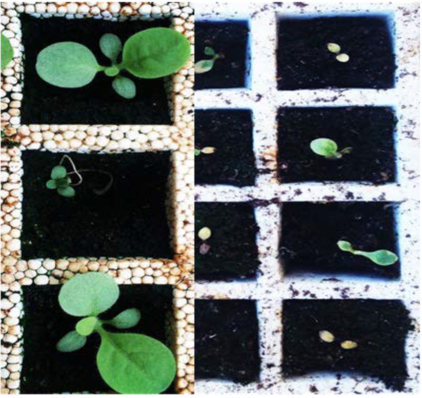 Photo of stunted seedlings due to spiral root and salt injury