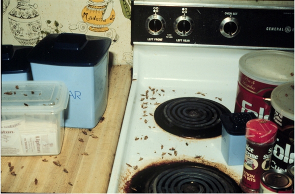 Dead cockroaches on stove and counter