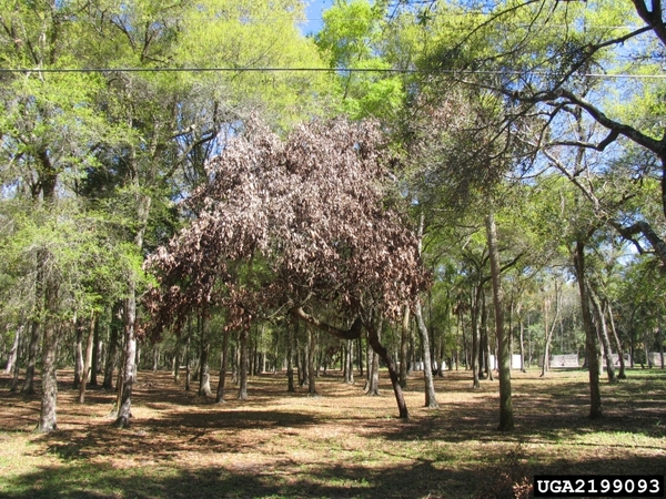 A small tree stands at the focal point of an open forest. The entire canopy of the tree is wilting and reddish- brown in color.