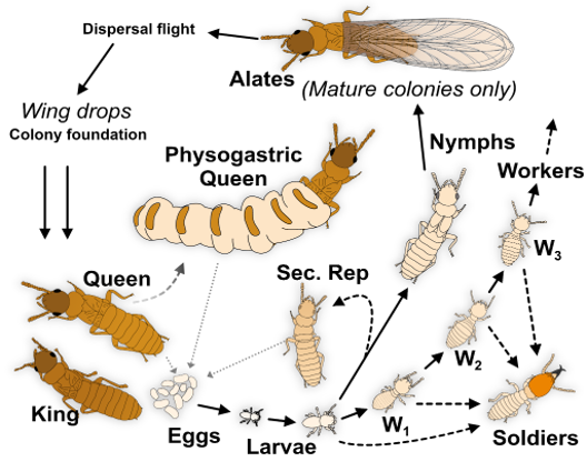 Termite lifecycle