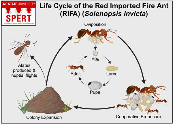 RIFA Lifecycle Egg-Larva-Pupa-Adult (Oviposition- Cooperative Broodcare- Colony Expanison- Alates produced & nuptial flights)