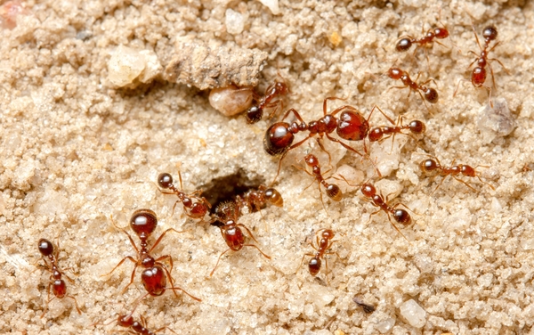 Ants crawling