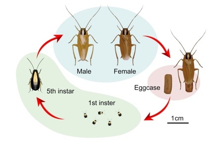 Cockroach lifecycle