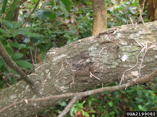 The bark of a horizontally-oriented tree is covered in frass toothpicks, which are long protrusions of a saw-dust like excrement.