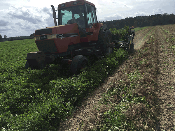 Digger working row of mature peanut plants