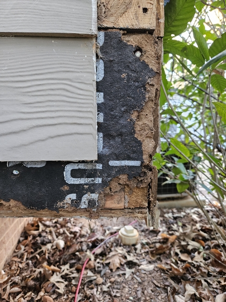 Termite damage