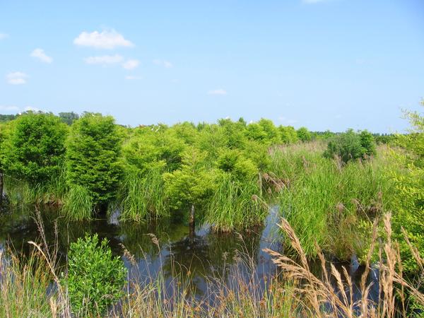 Figure 5. A six-year-old wetland restoration in Carteret County.