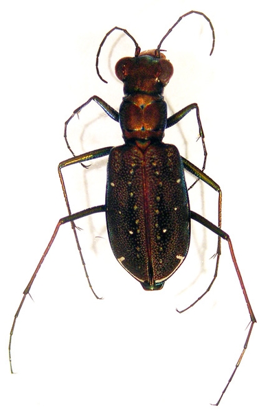 Dorsal view of an adult punctured tiger beetle