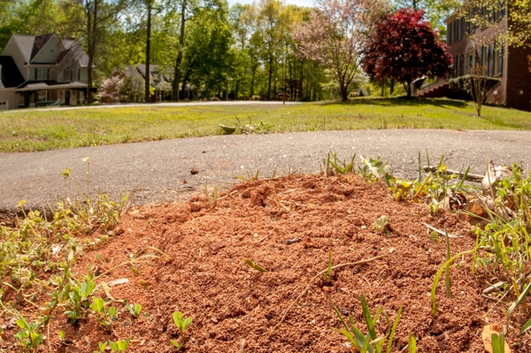 ant mound