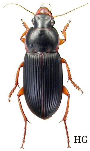 Dorsal view of an adult beetle