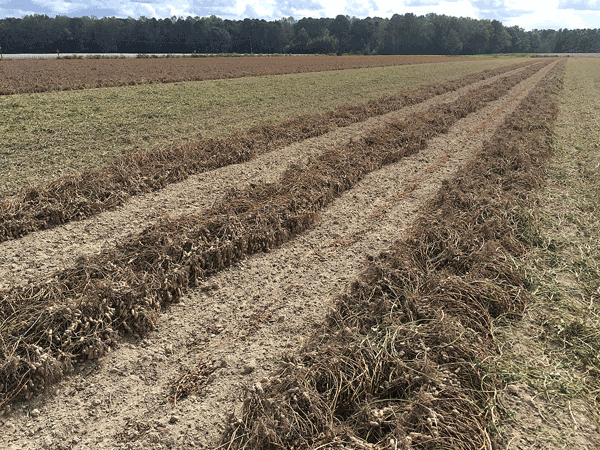 Photo of peanut field windrows for in-field drying