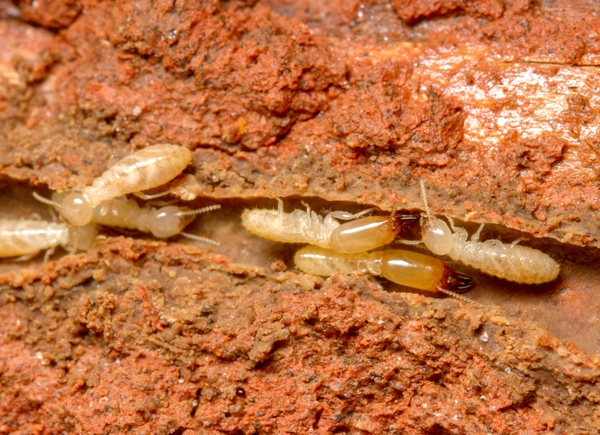 Termite soldier