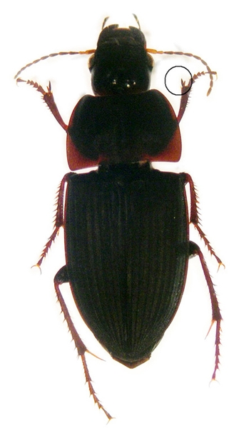 Dorsal view of an adult beetle