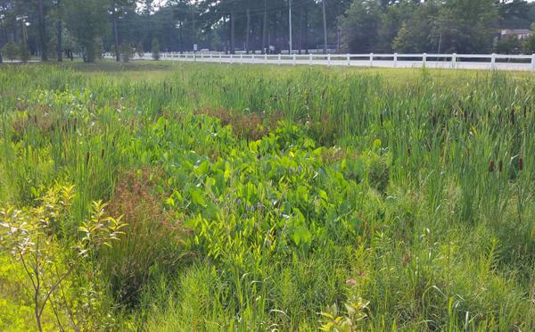 Figure 7. A newly established stormwater wetland in Wilmington.