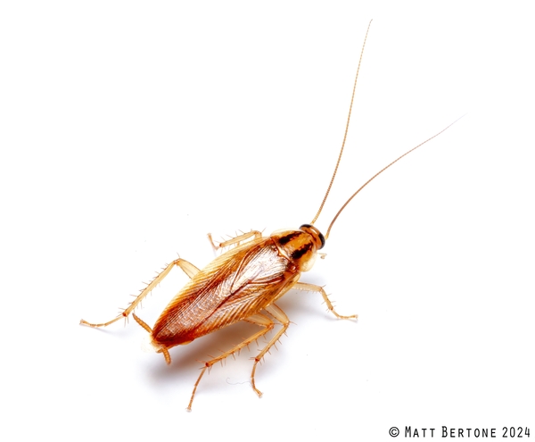 male cockroach